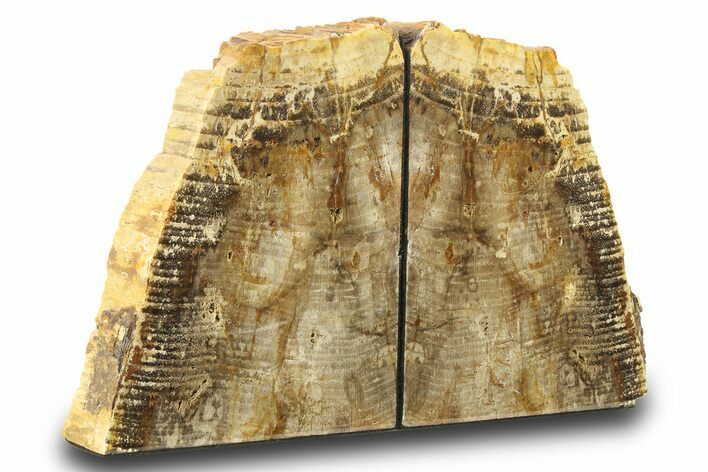 Petrified Wood (Conifer) Bookends - Oregon #271396